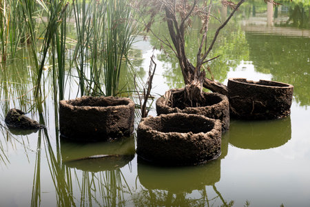 Reed grasses in the lake with sunlight backgroundの写真素材
