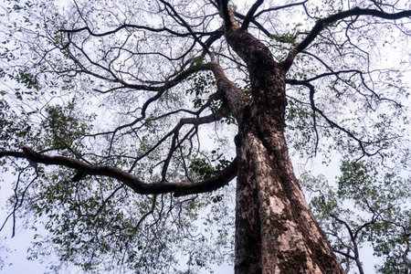 Tree branches and dry leaves with sky background