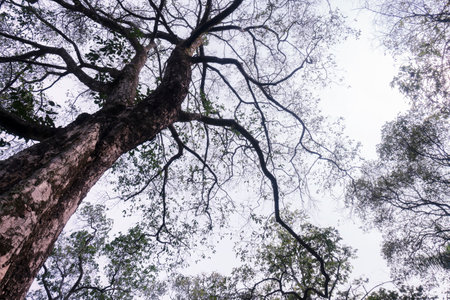 Tree branches and dry leaves with sky backgroundの写真素材