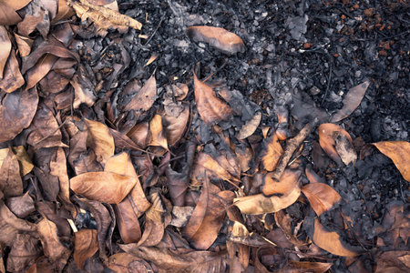 Closeup view of dry leaves on the ground
