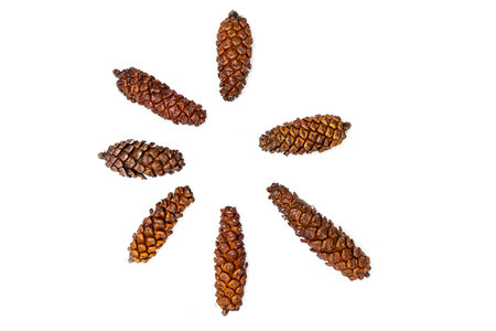 Collection of small pinecones isolated over a white background