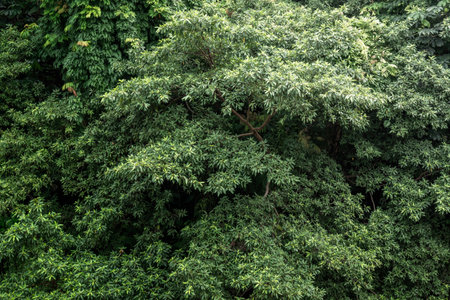 Green leaves on the trees on the fieldの写真素材