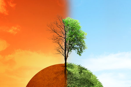 The difference between drought trees to growing trees on the ground with different sky. Environment and climate change conceptの写真素材