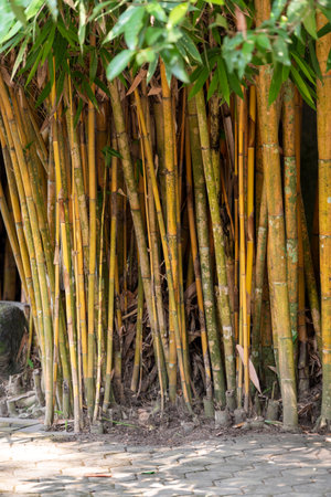 A row of bamboo plants with yellow leavesの写真素材