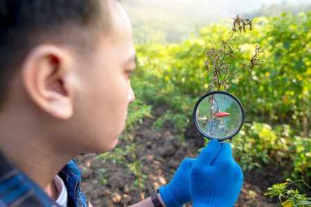 A man is looking at a plant through a magnifying glass. The chili plant appears to be dead and witheredの写真素材