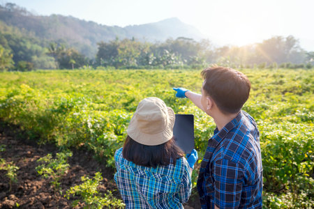 A man and a woman are looking at a field of vegetablesの写真素材