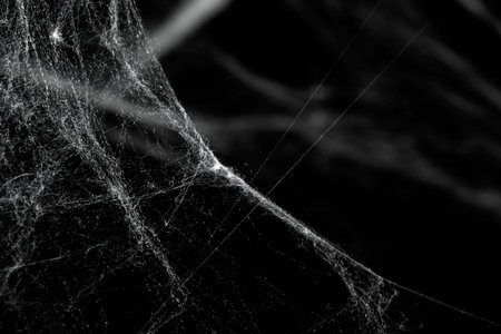 Spooky creepy cobweb spiders web covered a black background. Abstract halloween background. You can put mockup or copyspace for product hereの写真素材