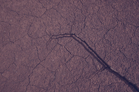A tree branch is in the dirt. The dirt is brown and has cracks in it. The branch is long and thin. Scene is scary and mysterious. Mockup. Copy Space. Wallpaper or Halloween backgroundの写真素材