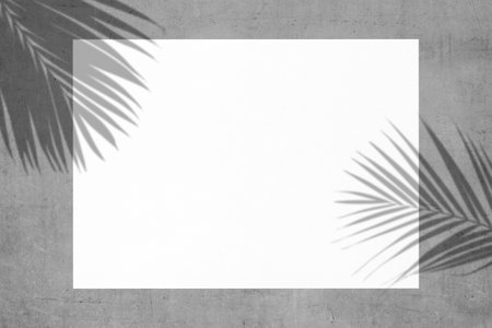 Empty white paper for copy space and leaf shadow on wall. Mock up of greeting or invitation card with flat lay style, top viewの写真素材