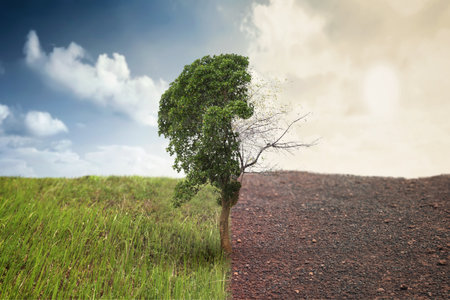 A tree is shown in two different states, one with green leaves and the other with dry twig on landscape of meadow field. Changing environment, global warming or climate change conceptの写真素材
