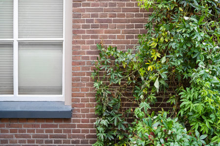 The window of glass with green ivy covered a brick wall. Building and architecture background