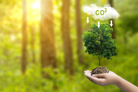 The human hand holding tree seed with a sign of carbon reduction for decreased CO2. Concepts of environmental protection, climate change, global warming, or net zero carbon neutralの写真素材