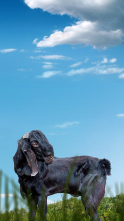 Goat on the field with a blue sky background. Eid al Adha conceptの写真素材