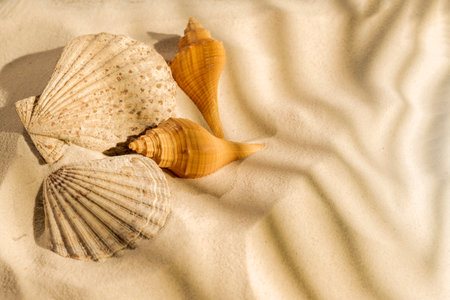 Seashells on a beautiful sandy beach. Natural background. Summer concept. Top viewの写真素材