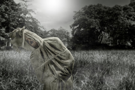 Pocong on the field at night. A traditional ghost from Indonesia that takes the form of a human wrapped in a shroud or winding sheet. Concept of Halloweenの写真素材