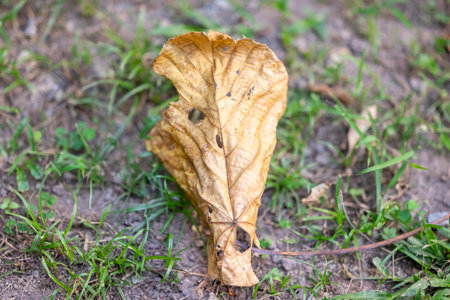Closeup view of a vibrant green grass field with patches of bare earth and scattered dried leaves. Natural backgroundの写真素材