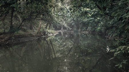 Dark and creepy river reflection with a horror forest. The scene is scary and mysterious. Wallpaper...