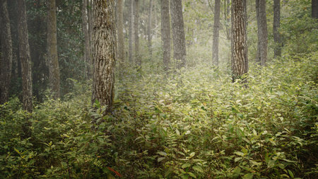 Trees and green bushes cover a forest. The scene is scary and mysterious. Dramatic smoke or fog...