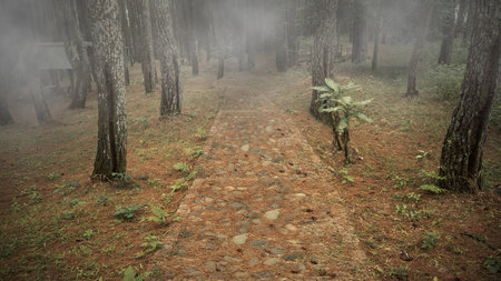Forest with foggy trees and a path. The scene is scary and mysterious. Dramatic smoke or fog effect....