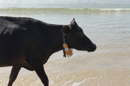 Head of a black cowの写真素材