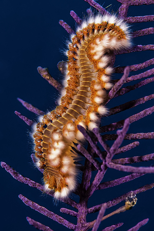 Fire Worm lurking on a tropical coral.の写真素材