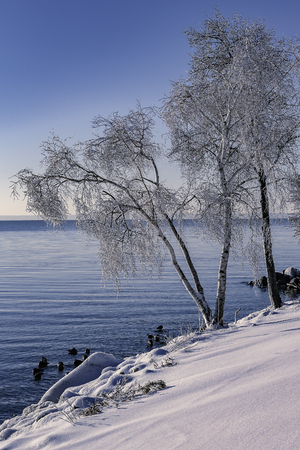 Ice covering tree branches after the  freezing rain by Lake Ontario.の写真素材