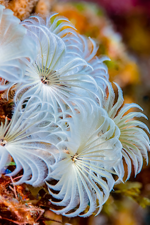 Beautiful congregation of white Feather Duster Worms in a tropical reef with beautiful blurred out...