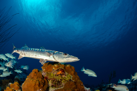 Large Barracuda hunting for snappers in a tropical coral reef surrounded by clear blue water and school of fish.の写真素材