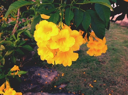 Yellow flowersの素材