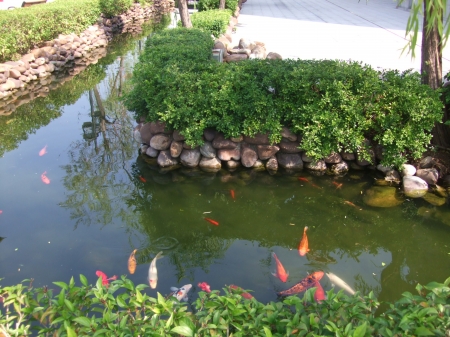 Chinese Koi pond in Hong Kongの写真素材