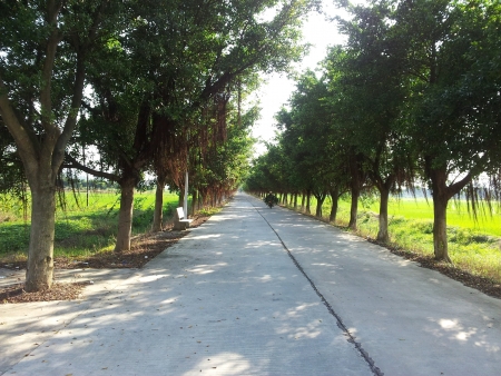Trees  の素材