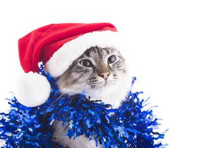 Cat with Santa Claus hat and tinsel isolated on white background  Blue eyesの写真素材