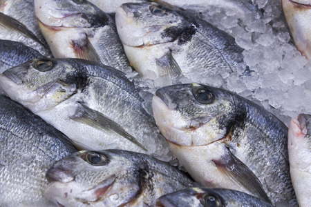 Fresh red fish on ice. Salmon on ice.の写真素材