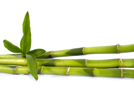 Fresh bamboo isolated on white backgroundの写真素材