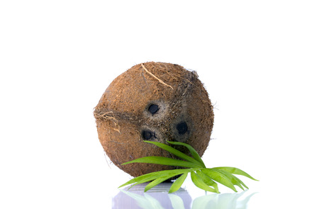 Coconuts with leaves on a white backgroundの写真素材