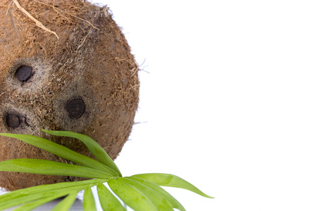 Coconuts with leaves on a white backgroundの写真素材