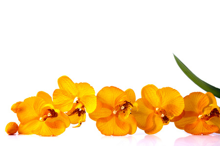 orange streaked orchid flower with leaf, isolated jn whiteの写真素材