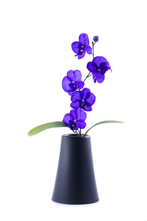 streaked orchid flower with leaf in pot, isolated in whiteの写真素材
