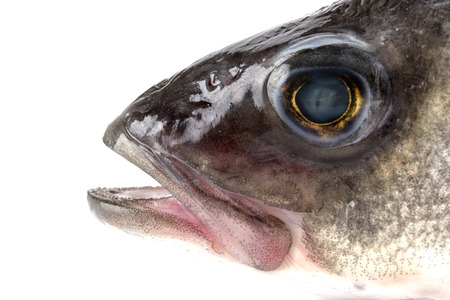 Fish head isolated on white background. close-upの写真素材