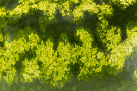 close up of watermelon skin. texture of watermelonの写真素材