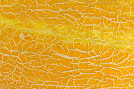 Close up of melon peel. fruit textureの写真素材