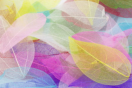Macro leaves background textureの写真素材