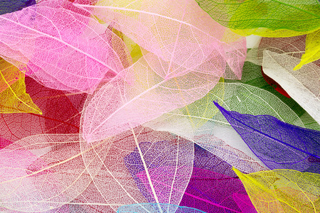 Macro leaves background textureの写真素材