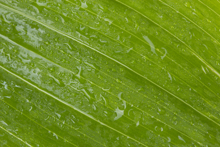 Green leaf macro pattern の写真素材