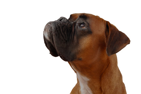 A close-up portrait of a fawn boxer dog with dark muzzle and expressive eyes looking upwards against a dark background.の写真素材