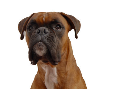 A focused close-up of a fawn boxer dog with a dark muzzle and white chest, looking directly forward against a transparent background.の写真素材
