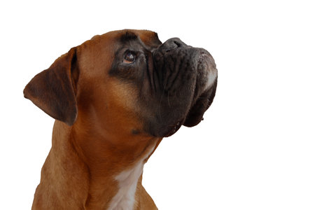 A close-up portrait of a fawn boxer dog with dark muzzle and expressive eyes looking upwards against a dark background.の写真素材