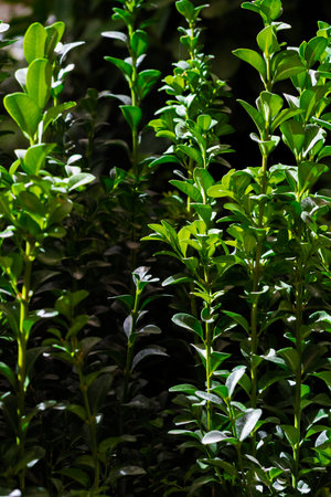 Lush green boxwood foliage with new growth illuminated by bright sunlight against a dark background, showing vitality and natureの写真素材