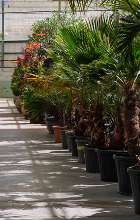 Potted palm trees aligning in a greenhouse with blooming plants in the background and sunlight creating shadowsの写真素材