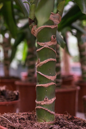 Dracaena corn plant stem showing textured bark and green foliage in natural light, a symbol of growth and home decorの写真素材